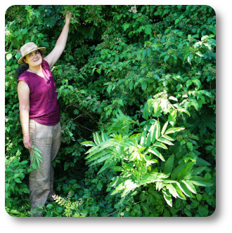 dans les plantes sauvages comestibles